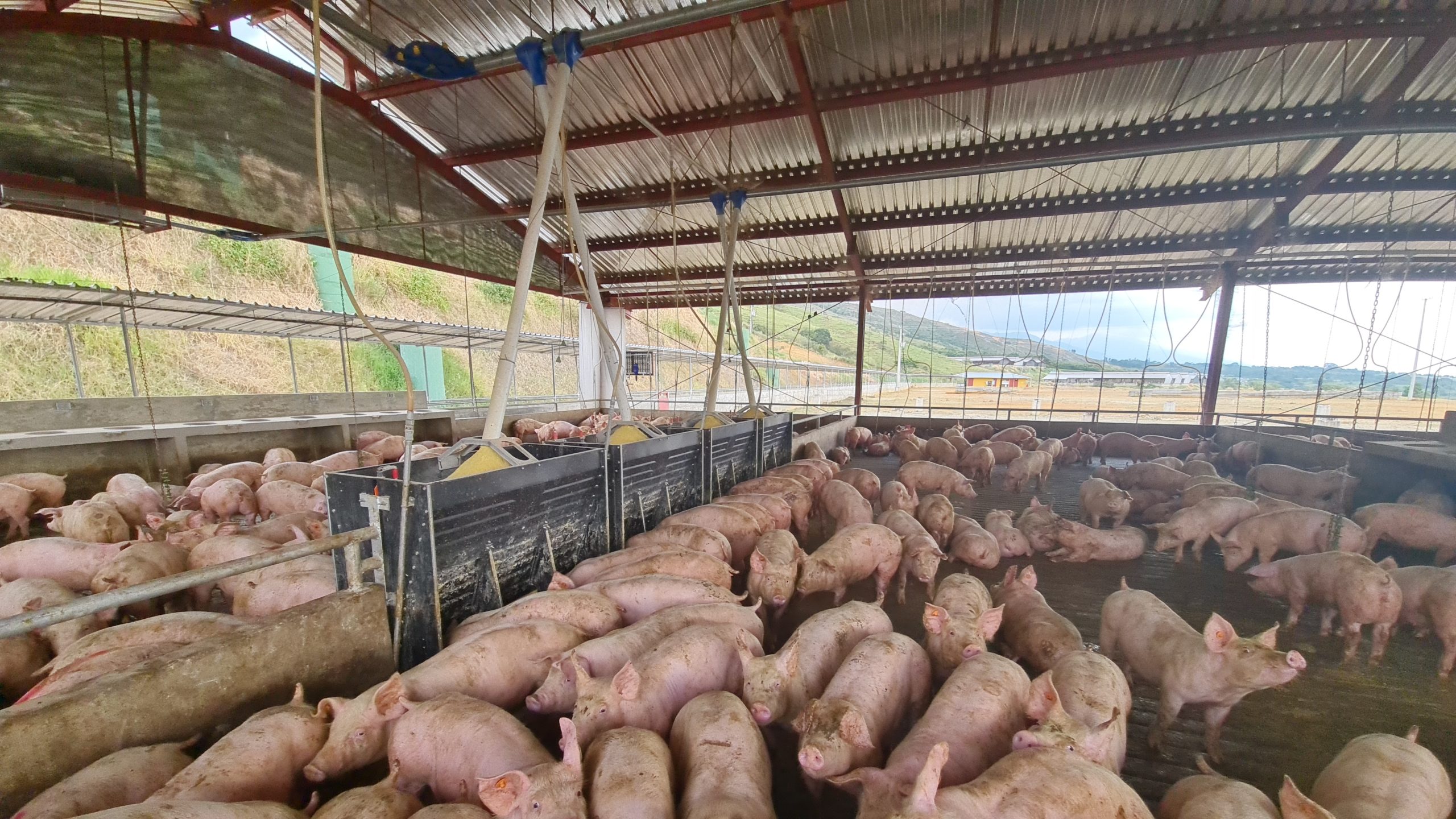 Comederos Para Porcicultura